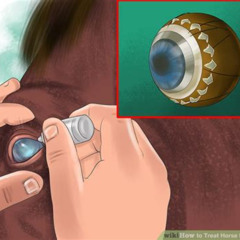 Best Equine Eye Infection Treatment Reviews