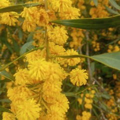 session aprile 2025 Roger the gardener