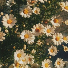 irem derici & eda sakız- papatya