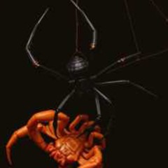 Demon Diet (Black Metal)