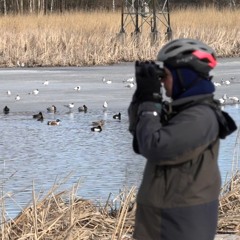 Kaupunkiluonto: Finnoon lintuallas