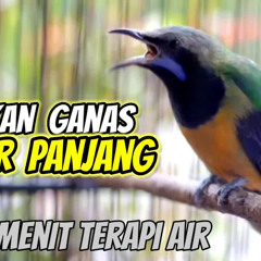 Cucak Cungkok Nembak Panjang Kasar Jeda 1 Menit Terapi Air #cucakcungkok.mp3