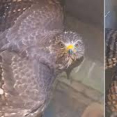Hondureño encuentra un gavilán en su pila y el video se vuelve zavage.xy