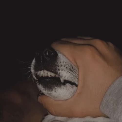 I Have Read the Introduction