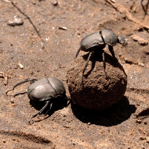 Episode 235 - Dung Beetles