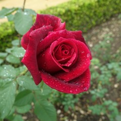 Got To Run - Bye Bye Mary