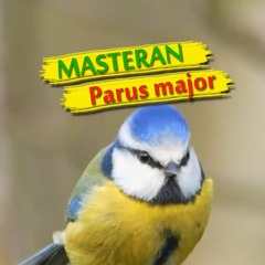 Masteran Gelatik Gacor
