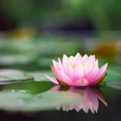 Healing the Fragmented and Defended Mind and Heart-Dharma Talk-03-30-25