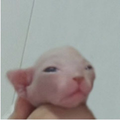 Boy Pussy
