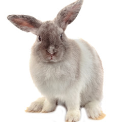 club stolen crack opened