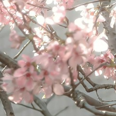 fleeting blossom_chapter375