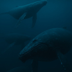 Under Surface