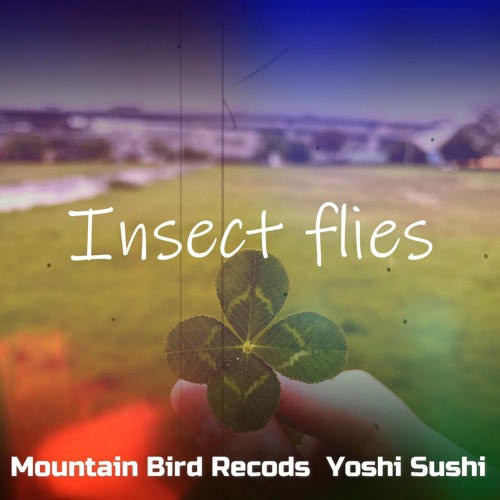 Insect Flies 20210512