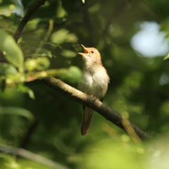 Between The Ears - The Nightingales Of Berlin
