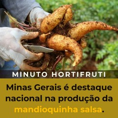 MINUTO HORTIFRUTI: Minas Gerais é destaque nacional na produção da mandioquinha salsa.