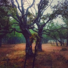 Hidden in the trees