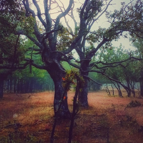 Hidden in the trees