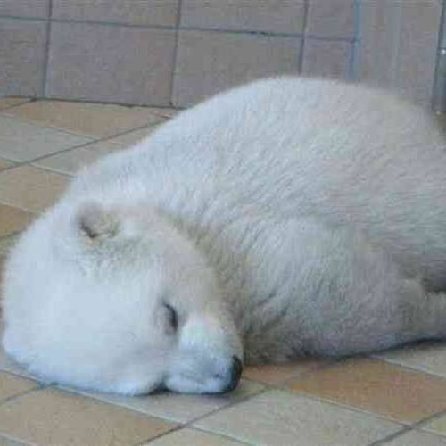 digital (p/naggens+wayza)