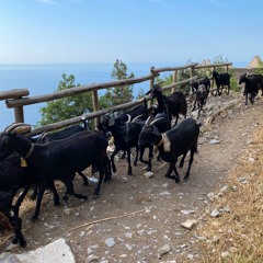 Campania, Agerola - Sentiero Degli Dei / Goats On The Trail
