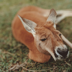 The Kangaroo Waltz