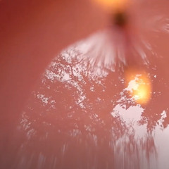 moths in my room (candle)
