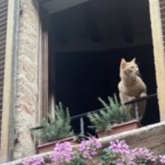 Freed From Desire - Santi Velasco Remix  (Gala Free Download)