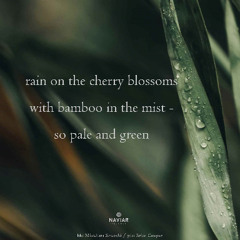 rain on the cherry blossoms (naviarhaiku543)