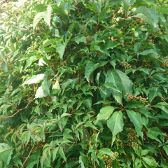 Virginia Creeper Honey Bees
