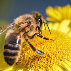 Honey Bee