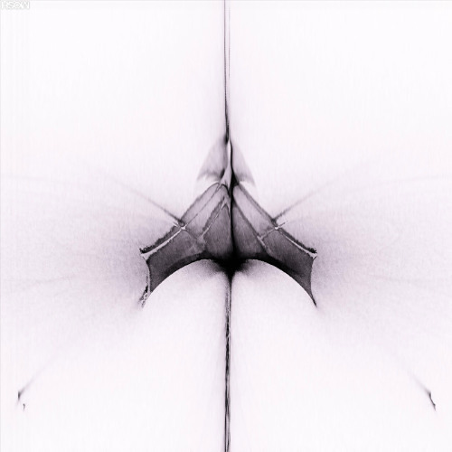 Dima Kachan - REMS [SOMA SELECTS Premiere]