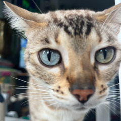 choke (skaiwater) x for certain jc (wspkartel and stack!e)