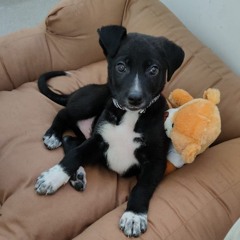 Wise Jojo D'angelo Suno A.I edition