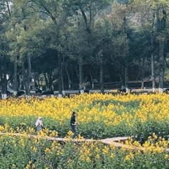 学校的油菜花开了