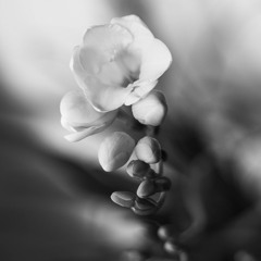 Art Pic