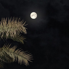 "هواجيس"