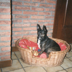 ssaliva x future mashup 1 way glass