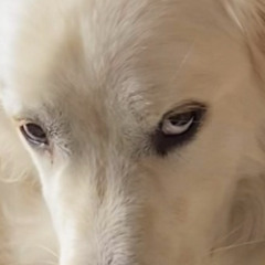 snakes(feat.NBDmortal ABGmanni prod Paolo)