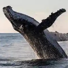 鯨. (Tohji Freestyle)