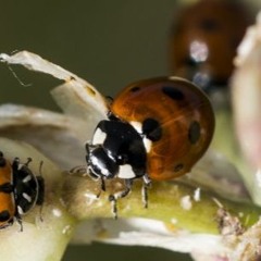 Tracking Lady Bugs & Fish Hatcheries