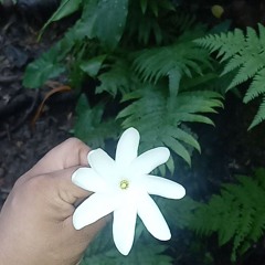 why can I get over you  Pacifica version's ❤️✨️