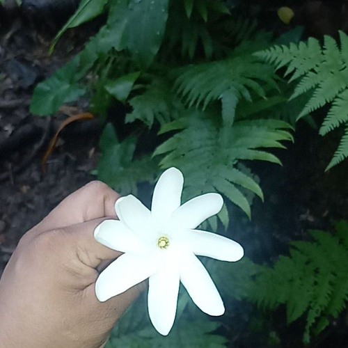 why can I get over you  Pacifica version's ❤️✨️