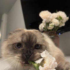 ^_−♡