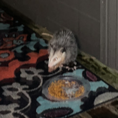 chatGPT heart [demo]