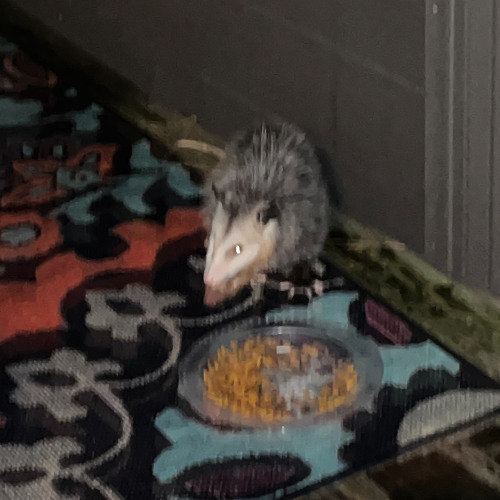 chatGPT heart [demo]