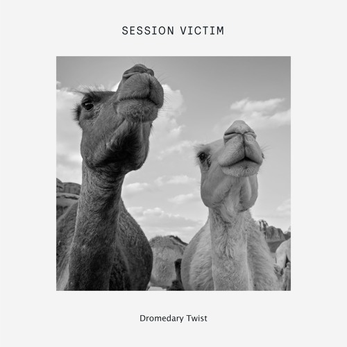 Dromedary Twist - B1 - DOG91