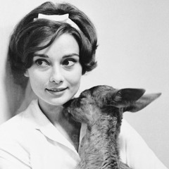 ‎⁨راشد الماجد | لفتة ظبي ⁩