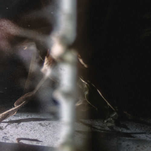 premiere: music lovers anonymous - Erika's Walk