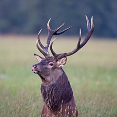 Red Deer, Cervus élaphus, during mating season. Kronhjort