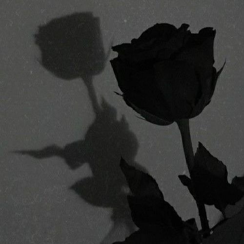 BP - Black Rose