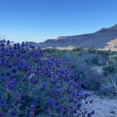 Mojave Dusk Birdsong and Wind